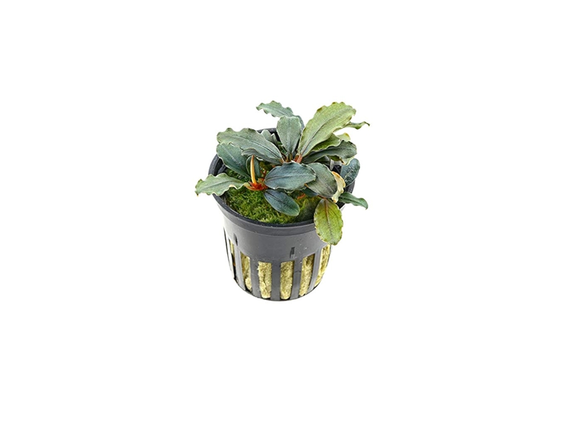 Bucephalandra Sp. ''maia''