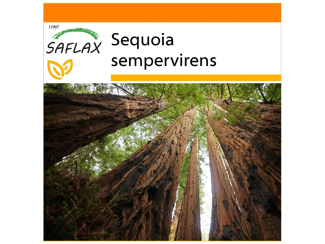 SAFLAX Garden in the bag Secuoya roja 50 semillas Con sustrato de cultivo en una práctica bolsa automontable Sequoia sempervirens