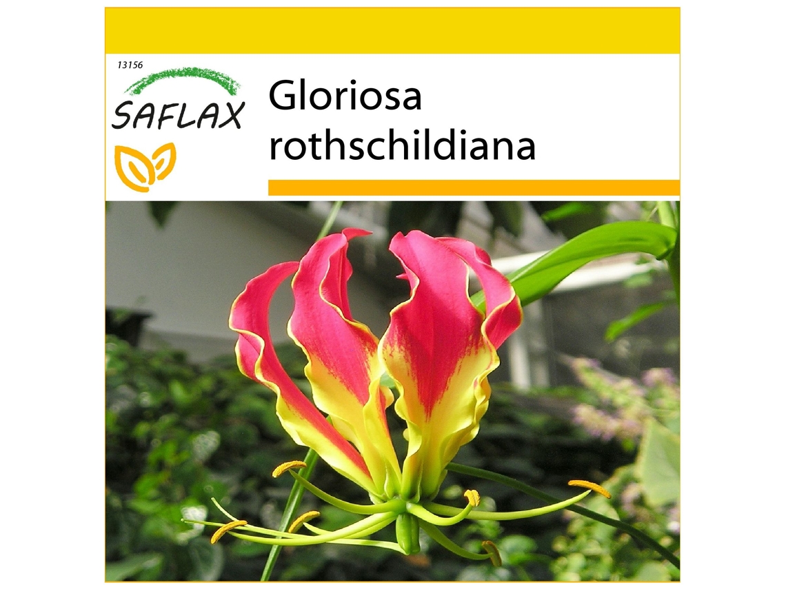 SAFLAX Conjunto de cultivo Glorioso lirio 15 semillas Con mini invernadero, sustrato de cultivo y 2 macetas Gloriosa rothschildiana