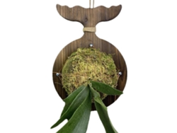 Soporte De Pared Para Helecho Cuerno De Ciervo | Plantación De Platycerium Y Orquídeas | Decoración Con Plantas