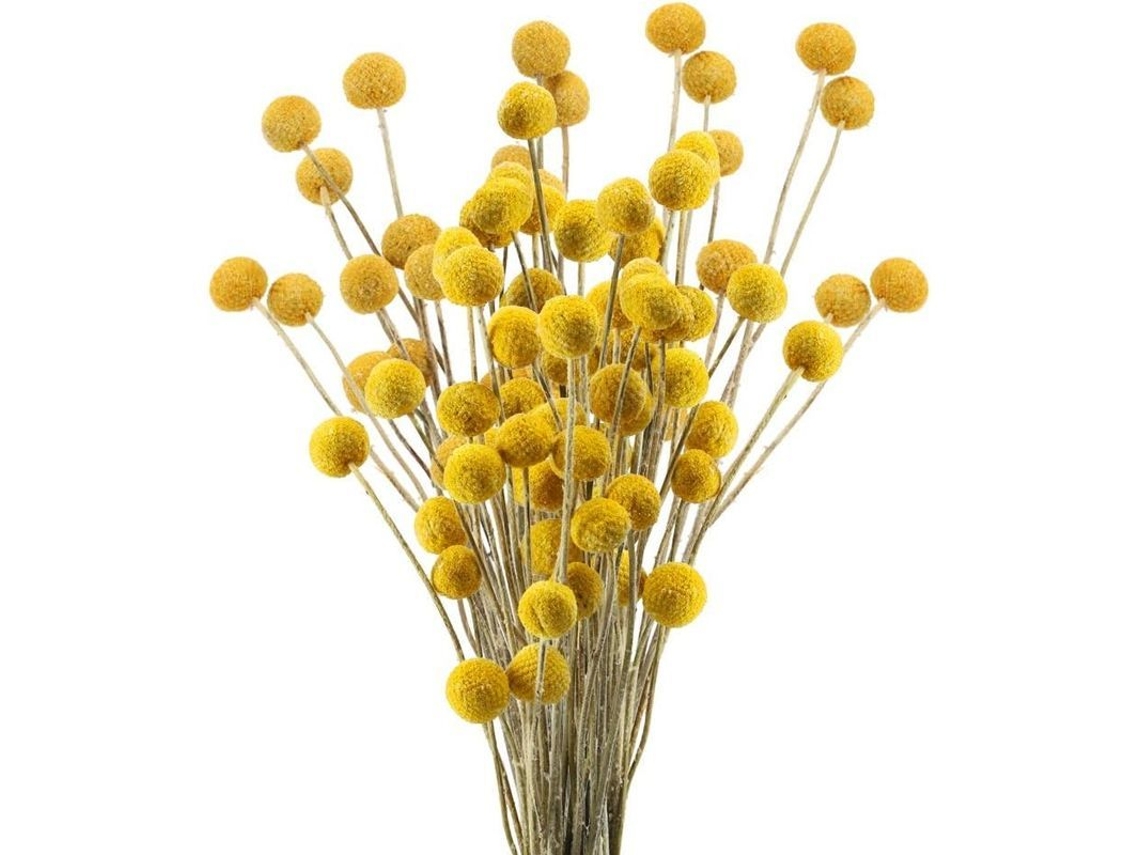 2026-2025 Ramo De 30 Flores Secas Craspedia Natural Botones Amarillos Bouquet Decoración Manual Boda