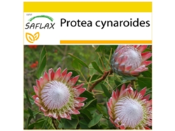 SAFLAX Conjunto de cultivo Protea rey 5 semillas Con mini invernadero, sustrato de cultivo y 2 macetas Protea cynaroides
