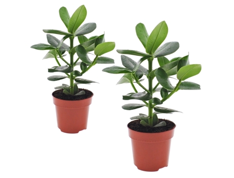 Plantas verdes - PLANT IN A BOX - Clusia rosea Princess - Set de 2 - Maceta 12cm - Altura 25-35cm