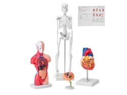 Conjunto de 4 modelos de anatomía humana con órganos, esqueleto, corazón y cerebro Tekmaquinas