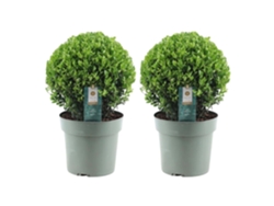 Bola de acebo XL | 2x Ilex crenata Jenny bola XL | Conjunto de 2 piezas | 25 cm Ø diámetro | reemplazo de boj | plantas | plantas de jardin