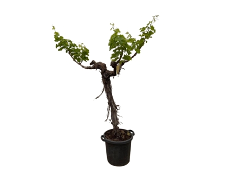 Árbol de uva ramificada Vitis vinifera 1 pieza 220 cm