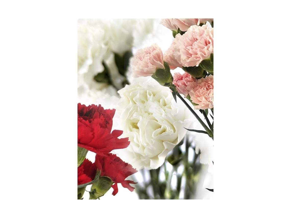 Clavel Colombiano | Flor Natural | Ramo De 20 Tallos | 65cm De Alto Rojo
