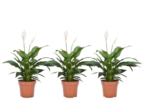 Plantas con flores - PLANT IN A BOX - Spathiphyllum 'Torelli' - Set de 3 - Maceta 12cm - Altura 30-45cm