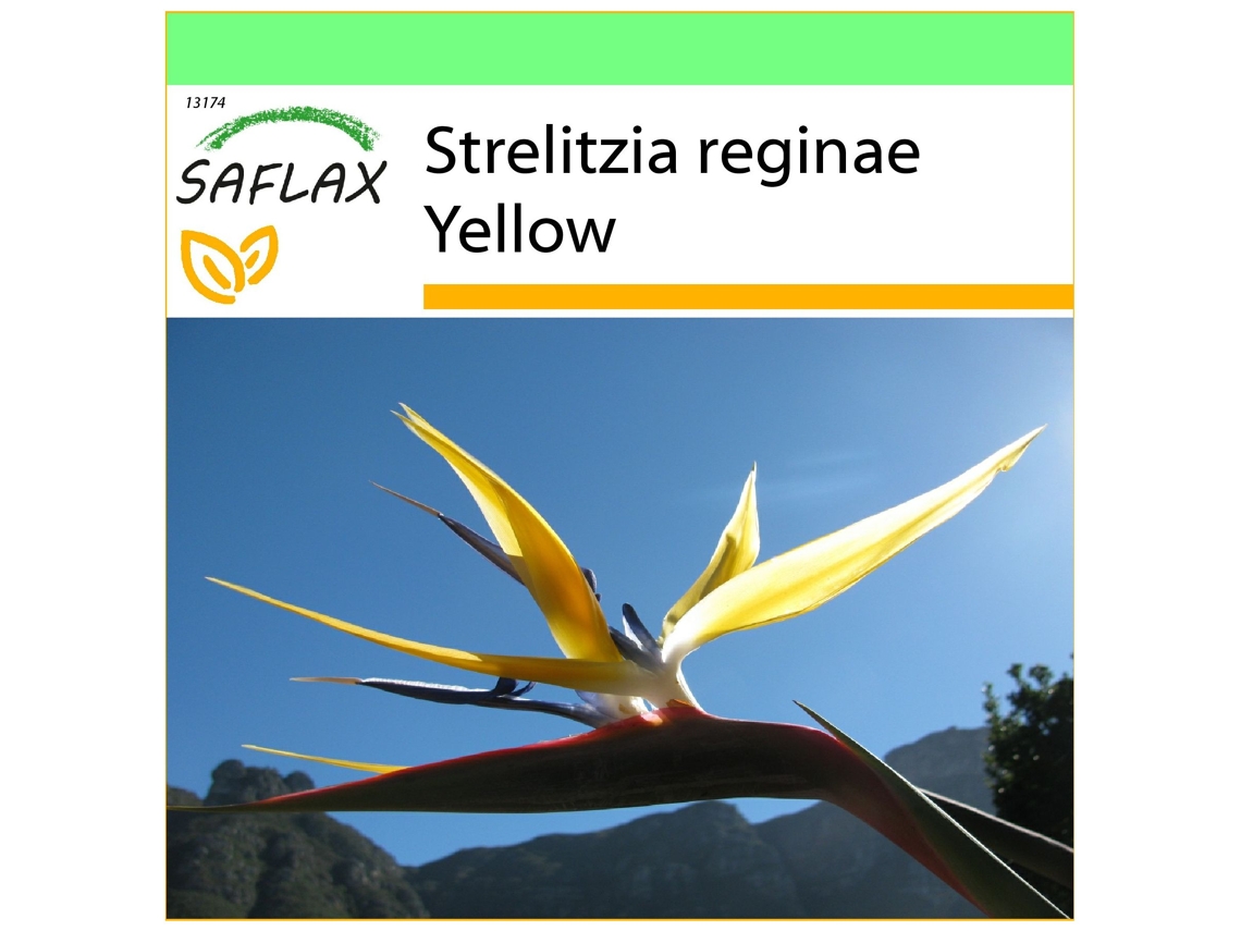 SAFLAX Garden to go Ave del paraíso 4 semillas Con maceta, tapa climática y sustrato de cultivo Strelitzia reginae Yellow