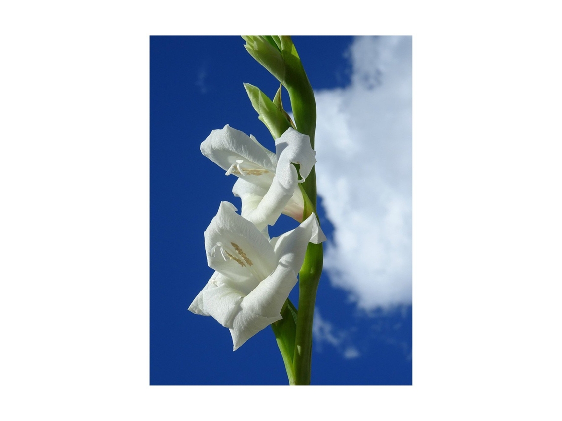 Gladiolos | Planta Natural | Ramo De 10 Tallos | Perfecta Para Día De Los Santos | Interior Y Exterior Blancos