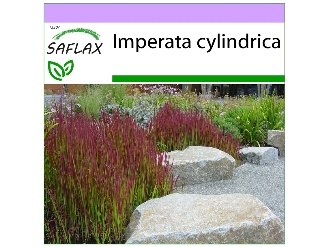 SAFLAX Hierba sangrienta japonesa 50 semillas Imperata cylindrica