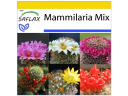SAFLAX Conjunto de cultivo Mezcla mammillaria 40 semillas Con mini invernadero, sustrato de cultivo y 2 macetas Mammilaria Mix