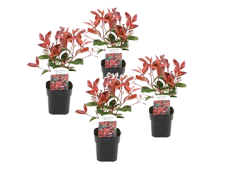 Arbustos - PLANT IN A BOX - Photinia fraseri Red Robin - Set de 4 - Maceta 17cm - Altura 30-40cm
