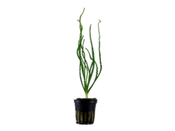 Crinum Calamistratum