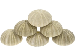 Conjunto De Adornos De Plantas De Erizo De Mar, Macetas Aéreas, Conchas Marinas Naturales, Decoración Mediterránea