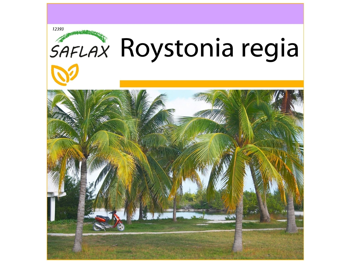 SAFLAX Palmera real cubana 8 semillas Roystonia regia