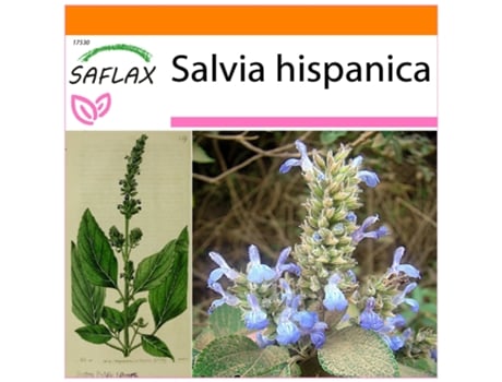 SAFLAX Garden in the bag Chía 500 semillas Con sustrato de cultivo en una práctica bolsa automontable Salvia hispanica