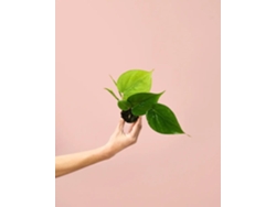 Filodendro Scandens | Planta tropical natural de interior, resistente y purificante | Pur Plant