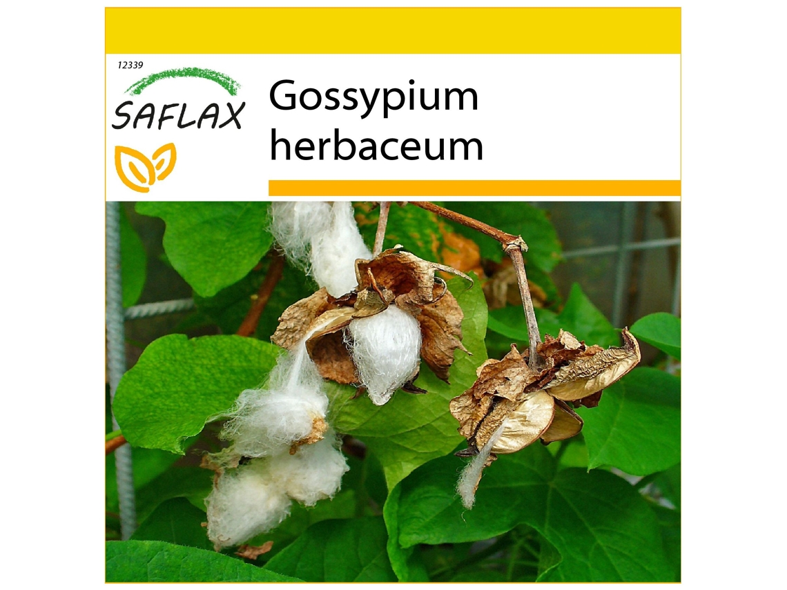SAFLAX Conjunto de cultivo Algodón 12 semillas Con mini invernadero, sustrato de cultivo y 2 macetas Gossypium herbaceum