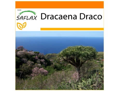 SAFLAX Garden in the bag Drago de Canarias 5 semillas Con sustrato de cultivo en una práctica bolsa automontable Dracaena Draco