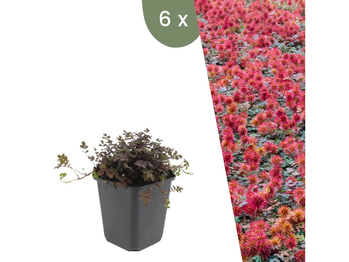 | 6 Plantas Erva Ouriço | Acaena Microphylla Kupferteppich | Cobertura Del Suelo Resistente | Perenes Resistentes | Plantas De Jardín Plants By Frank
