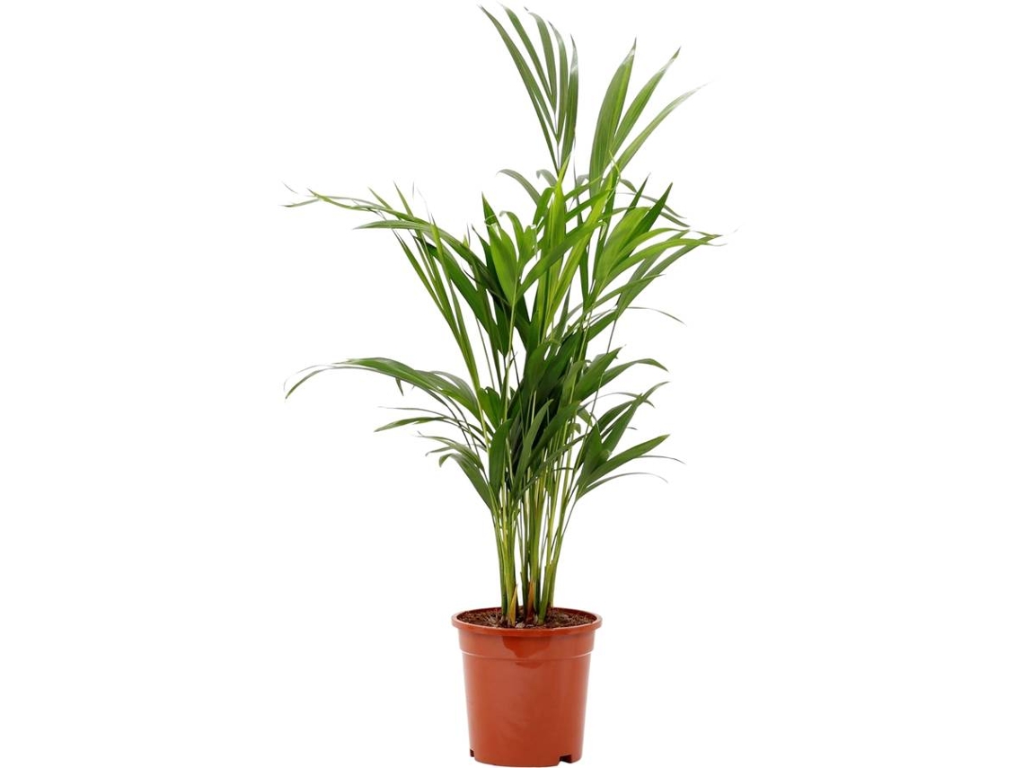 Planta Natural BIOMAPLANTS Areca (50-60 cm)