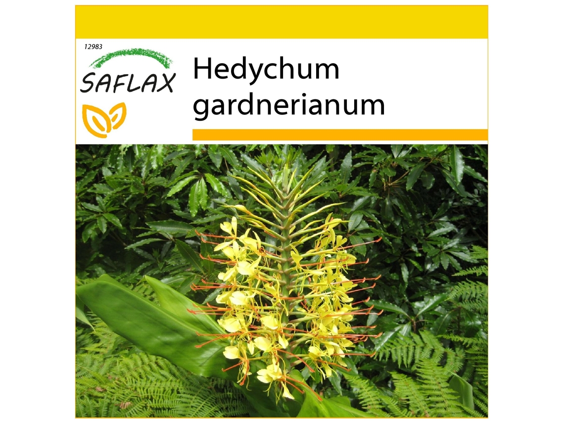 SAFLAX Conjunto de cultivo Jengibre amarillo 10 semillas Con mini invernadero, sustrato de cultivo y 2 macetas Hedychum gardnerianum