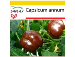 SAFLAX Conjunto de cultivo Pimiento sweet chocolate 10 semillas Con mini invernadero, sustrato de cultivo y 2 macetas Capsicum annum