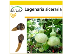 SAFLAX Conjunto de cultivo Calabaza de peregrino 15 semillas Con mini invernadero, sustrato de cultivo y 2 macetas Lagenaria siceraria