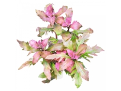 Hygrophila Triflora