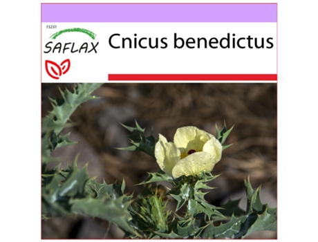 SAFLAX Hierba benedictina 50 semillas Cnicus benedictus
