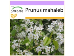 SAFLAX Cerezo de Santa Lucia 30 semillas Prunus mahaleb