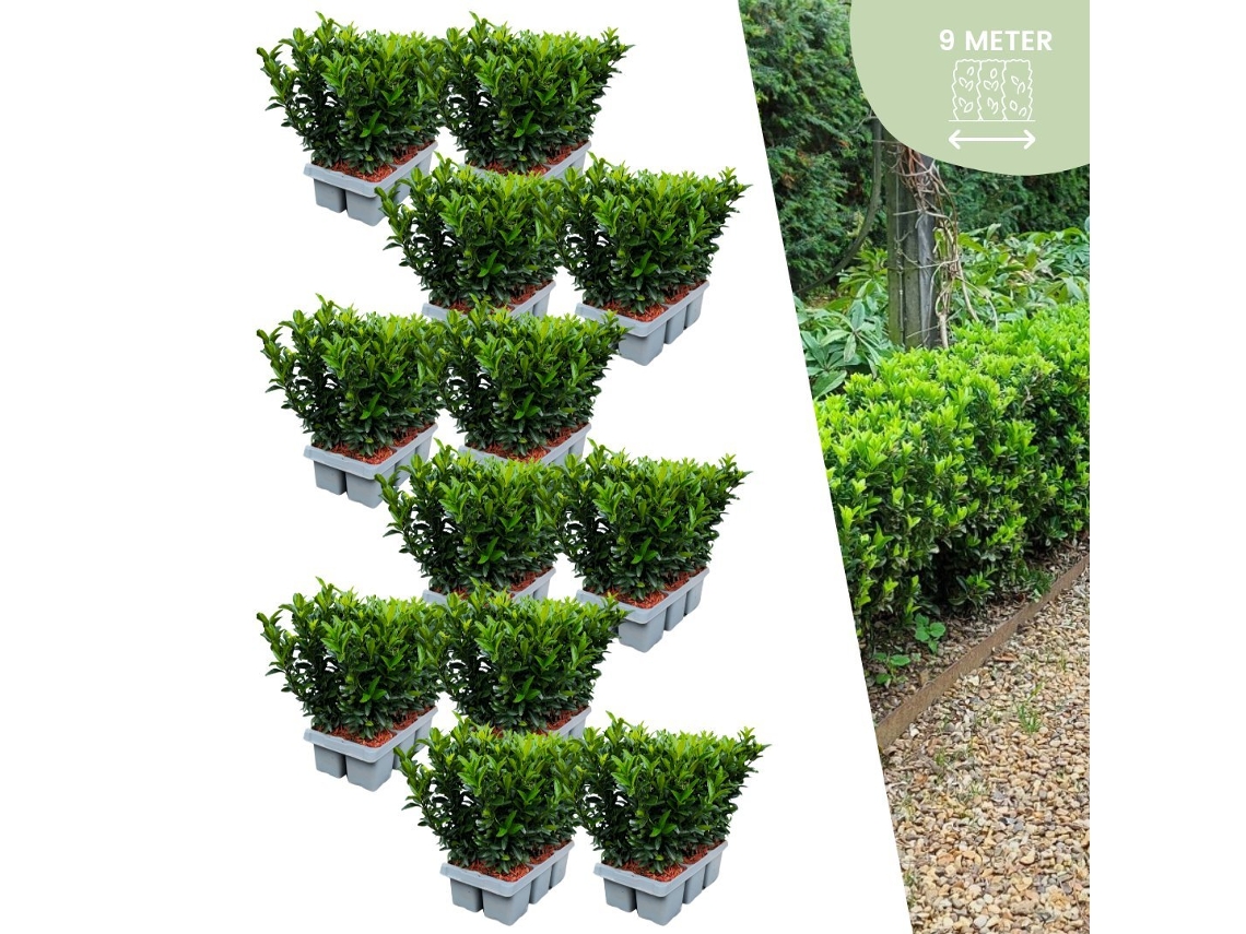 72 plantas de seto de huso verde | Euonymus japonicus Aguja verde | Reemplazo de boj | Plantas de seto resistentes