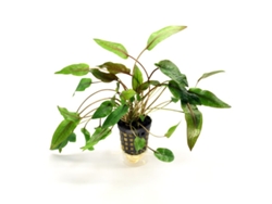 Cryptocoryne Beckettii