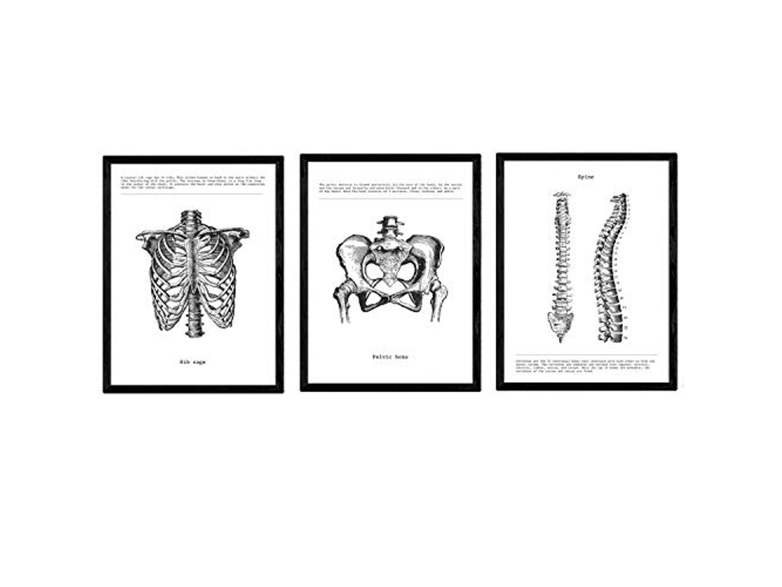 Set de 3 Pack de Láminas NACNIC Biología Costillas (A3)