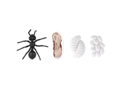 Juguete Educativo Ciclo De Vida De Insectos, Modelo De Vinilo Hormiga Mosquito M4183