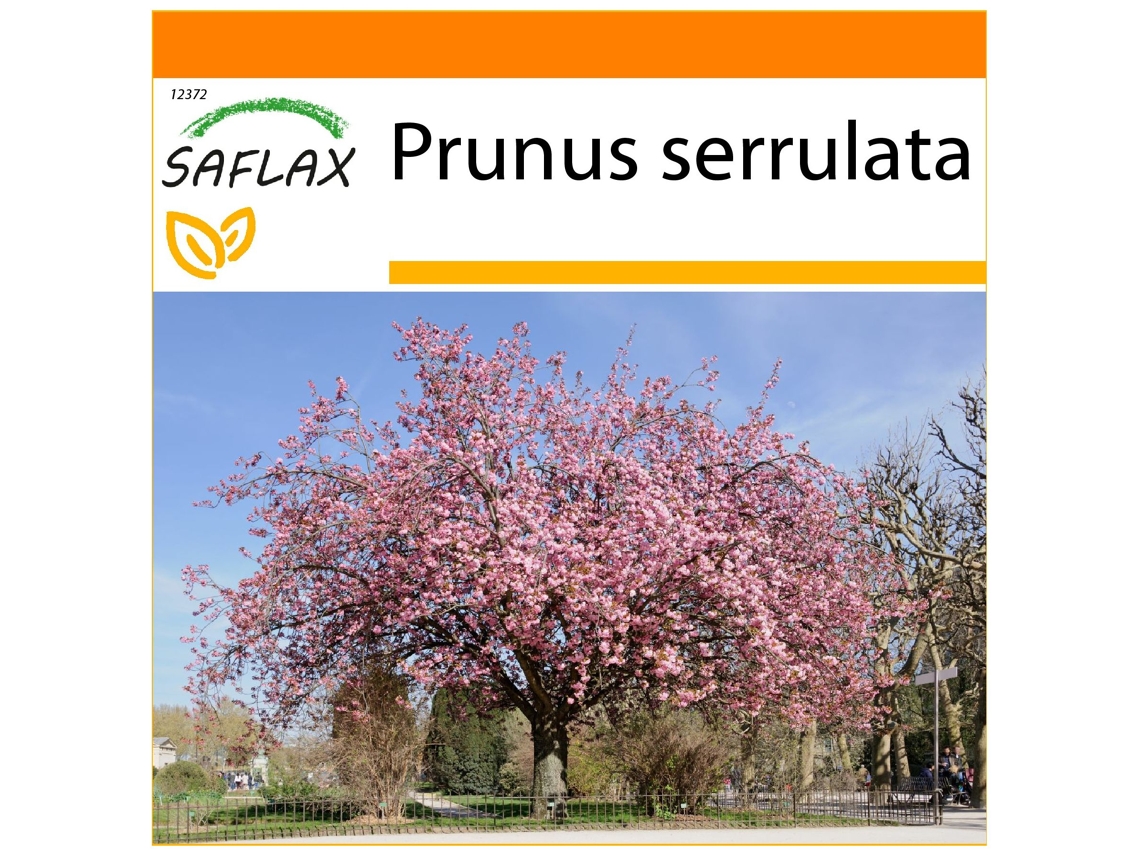 SAFLAX Garden in the bag Cerezo japonés 30 semillas Con sustrato de cultivo en una práctica bolsa automontable Prunus serrulata
