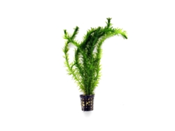 Elodea Densa