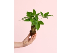Árbol del dinero Pachira Aquatica, planta natural de interior PUR PLANT