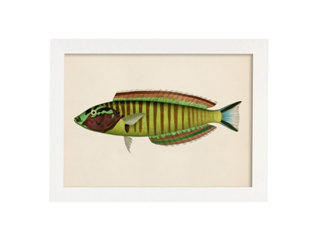 Póster NACNIC de Pez Verde Amarillo Azul y Marron en , Fondo Papel Vintage.