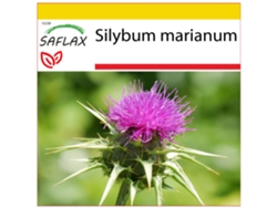 SAFLAX Conjunto de cultivo Cardo mariano 75 semillas Con mini invernadero, sustrato de cultivo y 2 macetas Silybum marianum