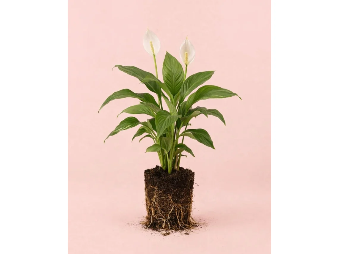 Lirio de la paz | Spathiphyllum | Planta de interior natural | Pur Plant
