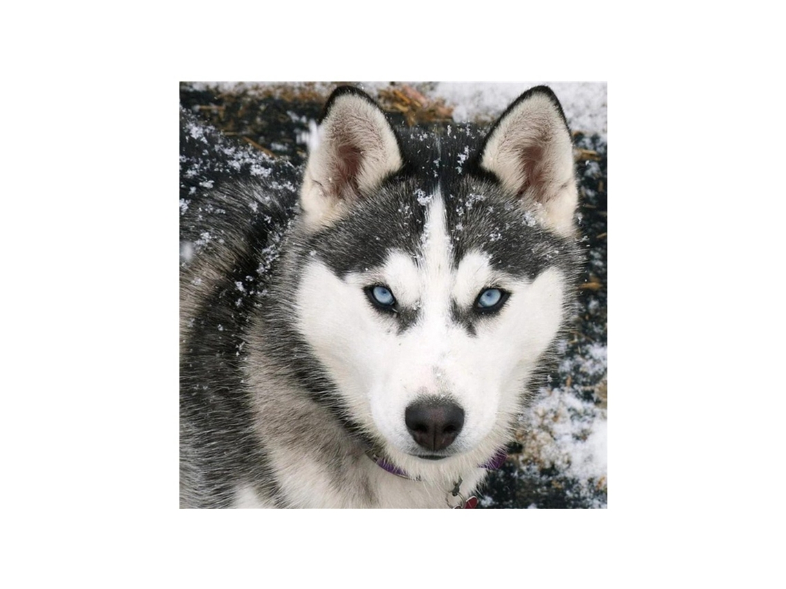 Serie de animales DIY: Decoración con pintura de cristal, lobo 8580