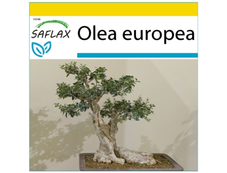 SAFLAX Conjunto de cultivo Olivo 20 semillas Con mini invernadero, sustrato de cultivo y 2 macetas Olea europea