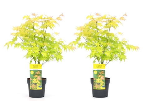 Arces japoneses - PLANT IN A BOX - Acer palmatum ´Orange Dream´ - Set de 2 - Maceta 19cm - Altura 60-70cm