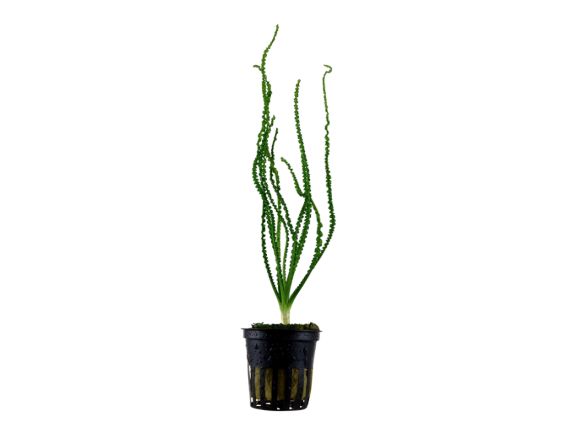 Crinum Calamistratum