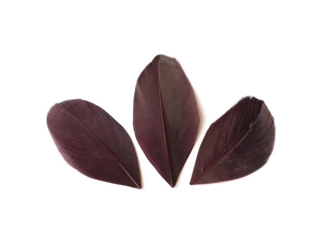 50 plumas cortadas de 60 mm - Brown