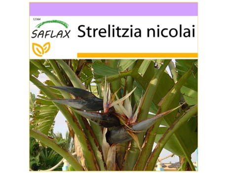 SAFLAX Ave del Paraíso gigante 5 semillas Strelitzia nicolai