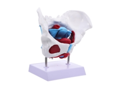 Modelo Didáctico De La Estructura Pélvica, Modelo Anatómico De La Pelvis Femenina (pvc)