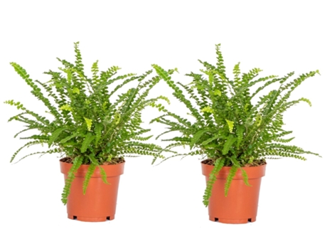 Plantas verdes - PLANT IN A BOX - Nephrolepis Duffii - Set de 2 - Maceta 12cm - Altura 25-40cm